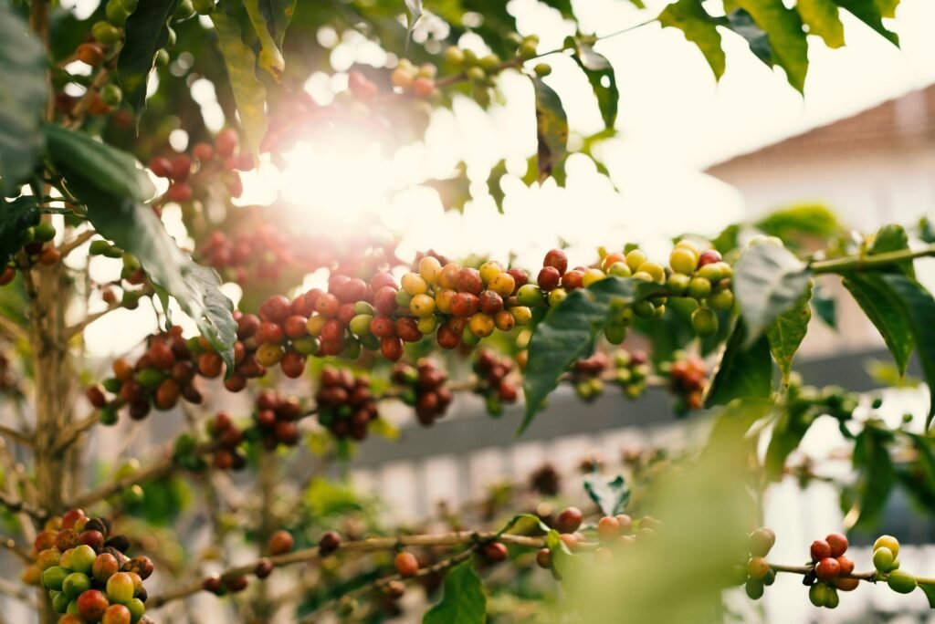 Sunlit coffee plant with ripe cherries on branches, showcasing nature's bounty.